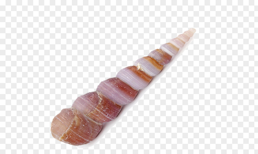 Conch Meat Finger Orange PNG