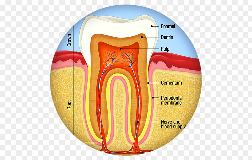 Crown Human Tooth Dental Anatomy Decay Endodontic Therapy PNG