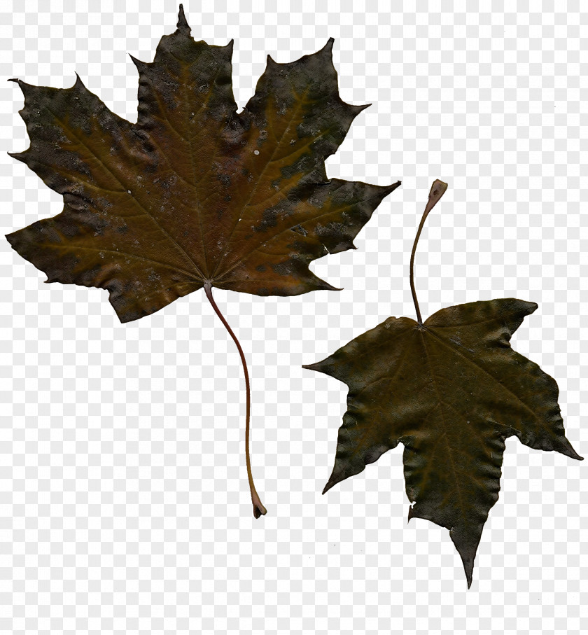 Maple Deciduous Leaf PNG