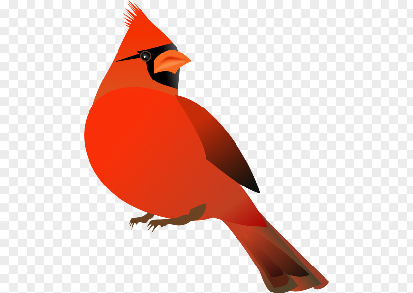 Cardinals Cliparts Northern Cardinal Free Content Clip Art PNG