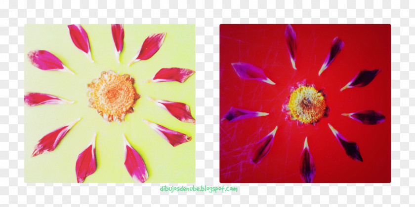 Flower Petals Acrylic Paint Transvaal Daisy Picture Frames Rectangle Resin PNG