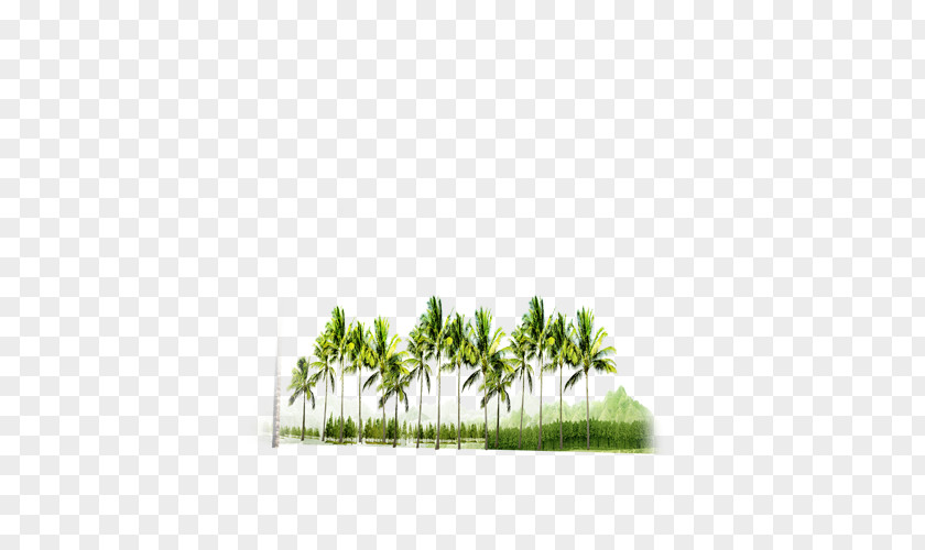 Forest Tree Download PNG