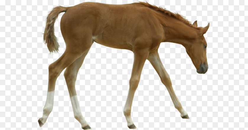 Horseandfoal Foal Mustang Mare Colt Stallion PNG