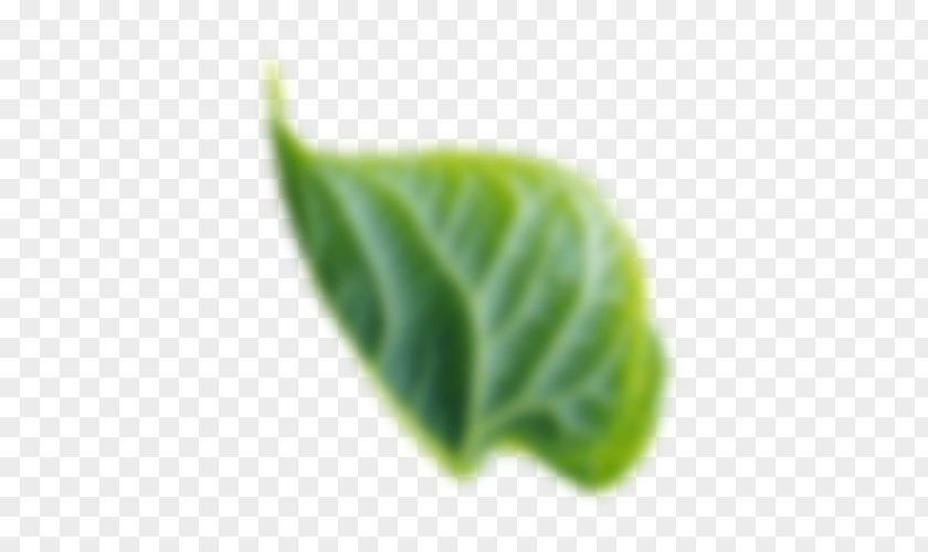 Leaf Gotham TrueType Plant PNG