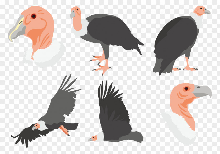 Vulture's Avatar Icon Vector Bird Crane Beak Drawing Condor PNG