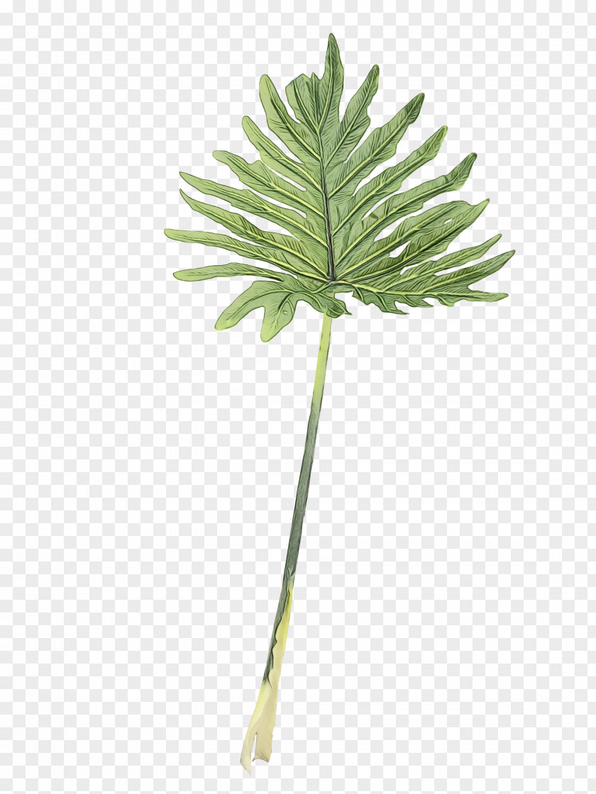 Arum Family White Pine Palm Tree Background PNG