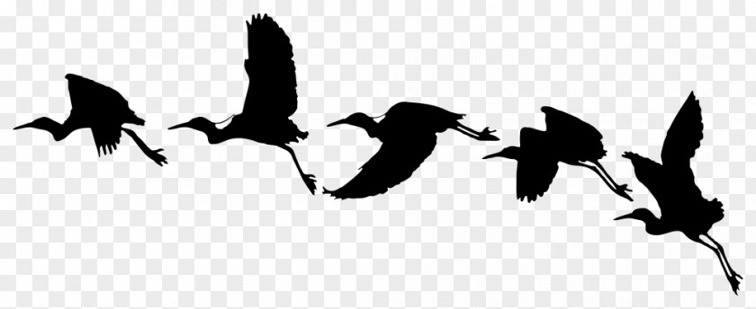Birds Drawing Flight Bird Clip Art Swallow PNG