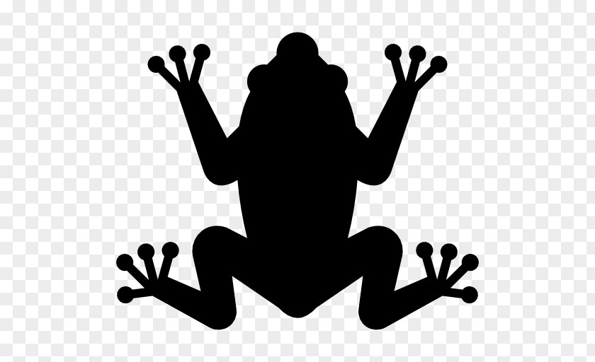Frog Amphibians PNG
