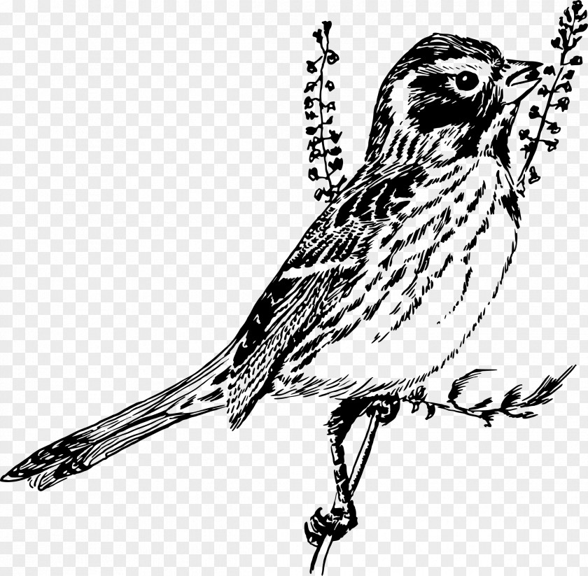 Sparrow Finch Black And White Line Art Clip PNG