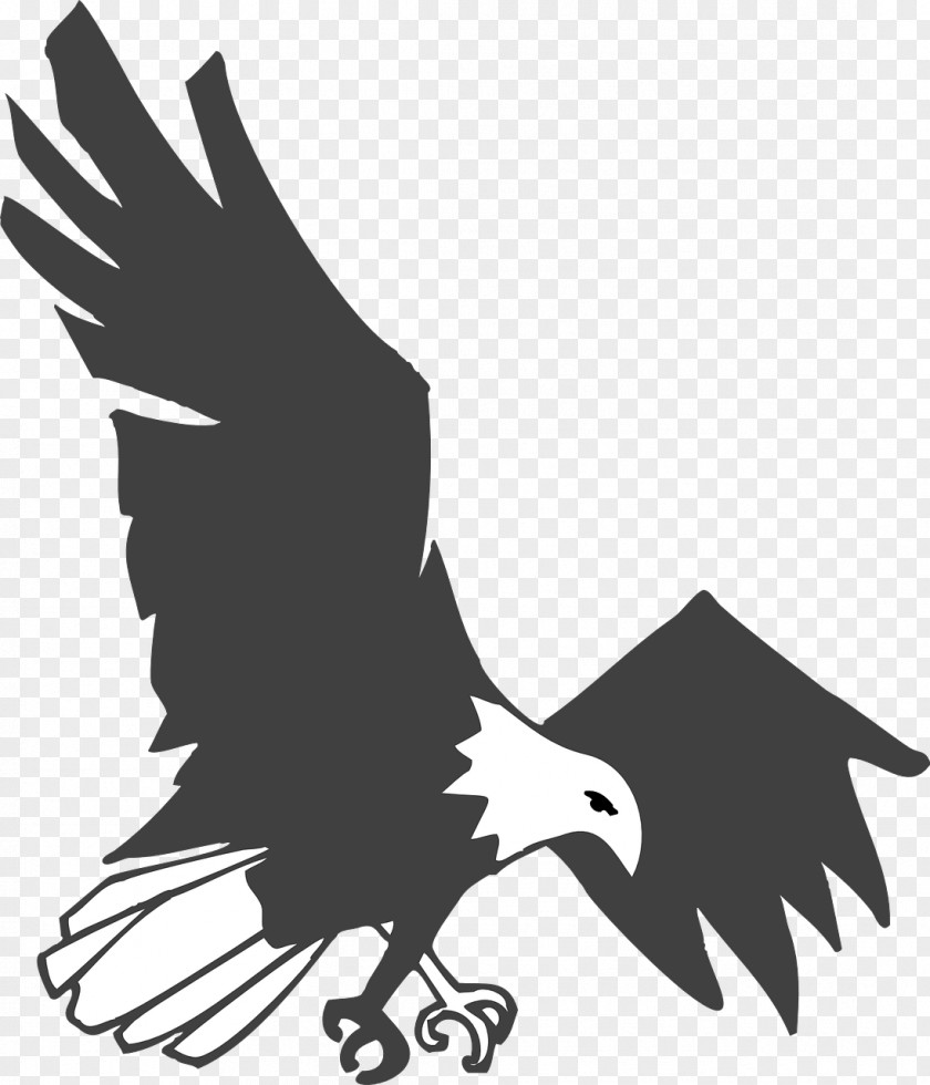 Bird Bald Eagle Clip Art Openclipart PNG