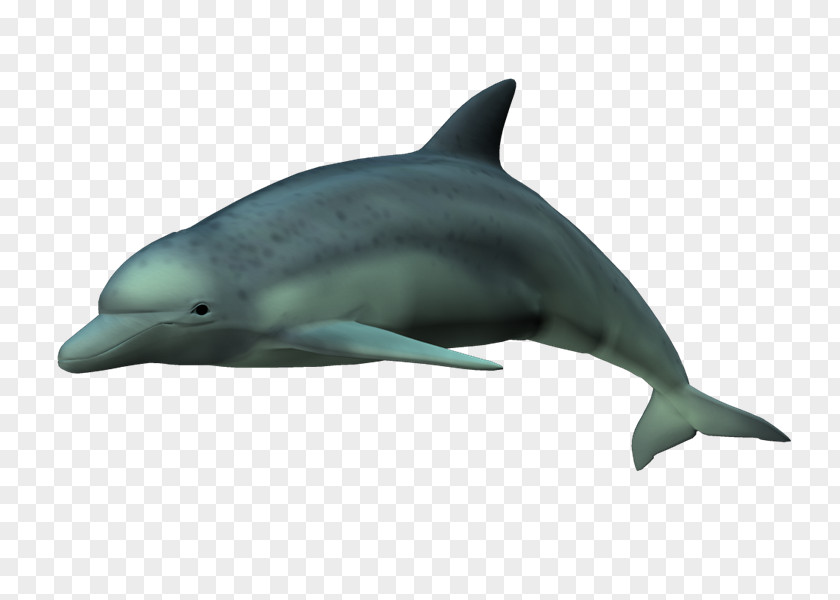 Delfines Spinner Dolphin Short-beaked Common Bottlenose Striped Rough-toothed PNG