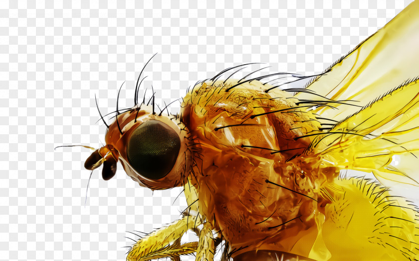 Honeybee Pest Insect House Fly Drosophila Melanogaster Tachinidae Stable PNG