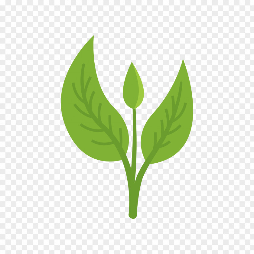 Leaf Green Vector Graphics Adobe Photoshop PNG