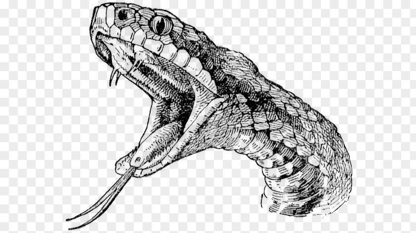 Snake Rattlesnake Vipers Drawing Clip Art PNG