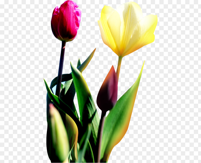 Tulip Flower Download PNG