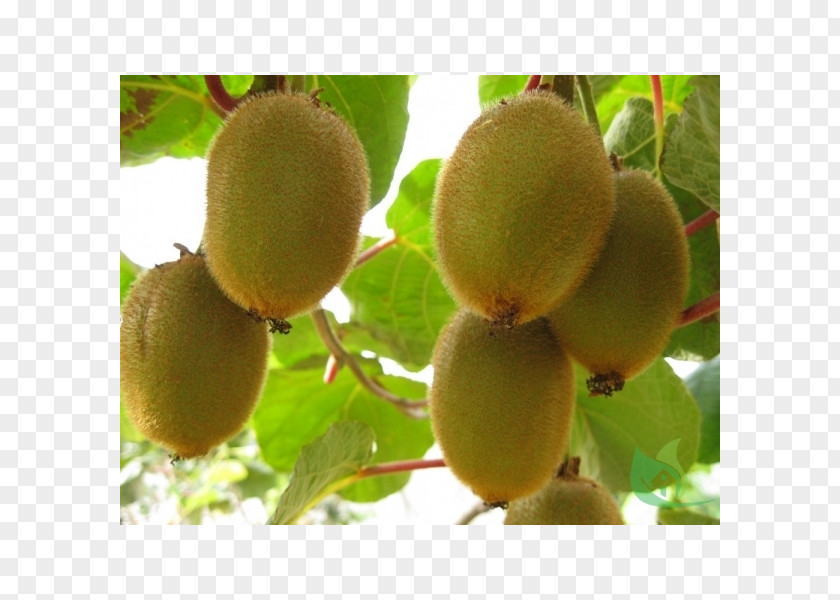 Apple Kiwifruit Actinidia Deliciosa Hardy Kiwi Fruit Tree PNG