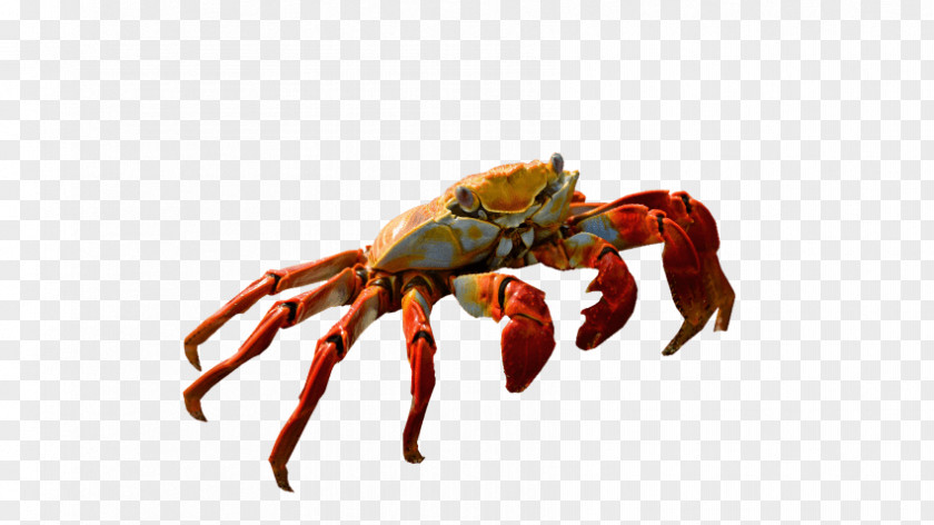 Dungeness Crab Freshwater American Lobster PNG crab lobster, clipart PNG