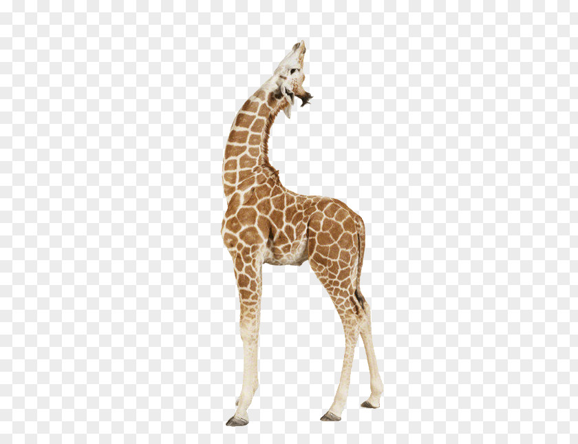 Giraffe Africa Paper Animal Print Printing PNG