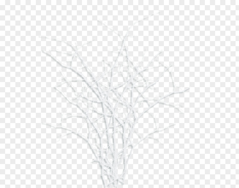 Line Twig Drawing White /m/02csf PNG