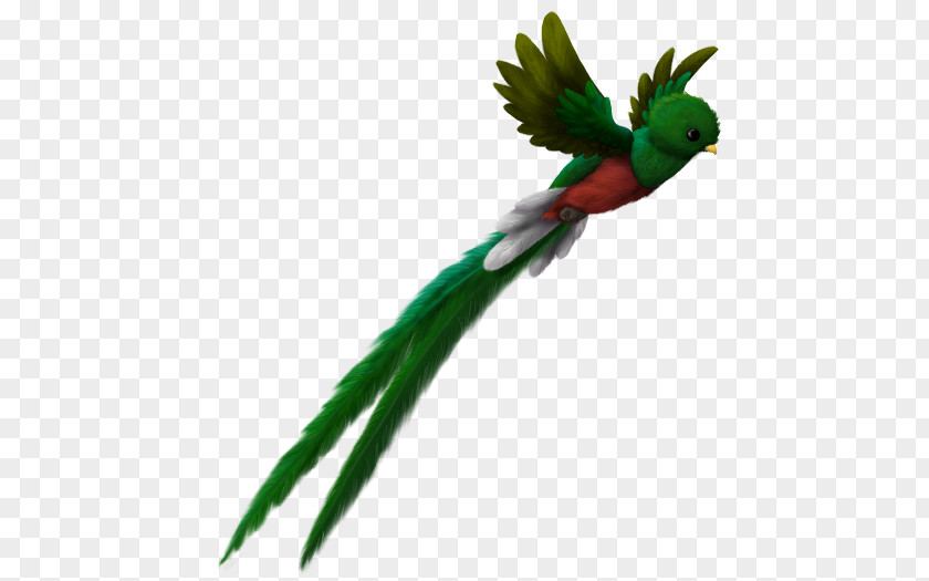 Watercolor Bird El Quetzal Maya Civilization Resplendent Guatemalan PNG