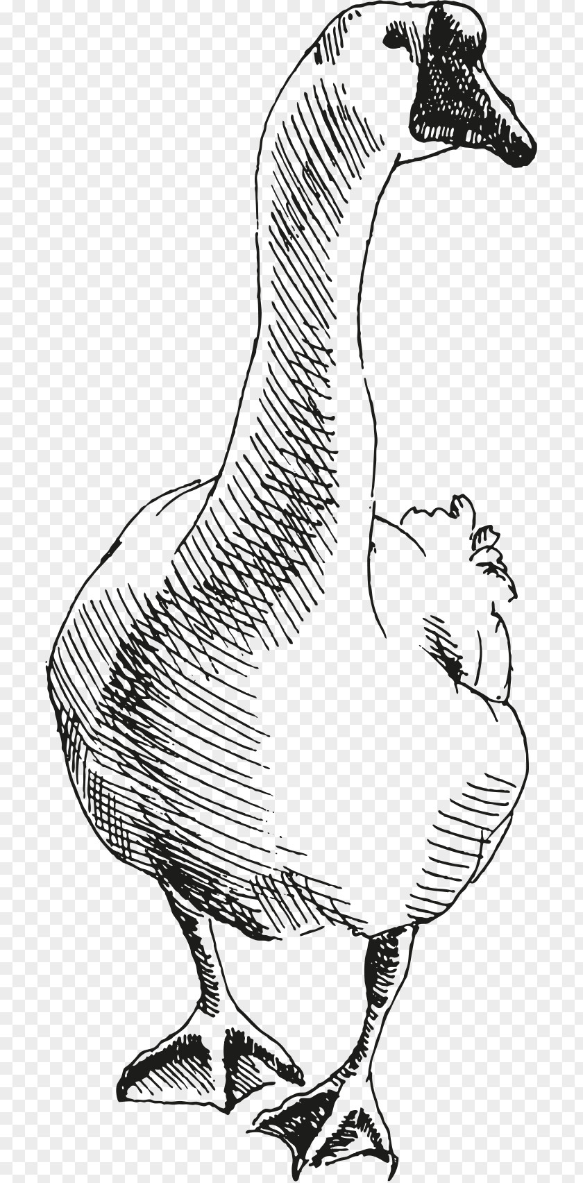 Duck Chicken Goose Clip Art Illustration PNG