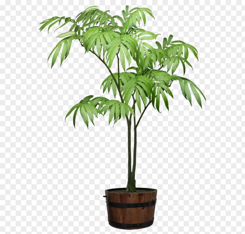 Plant Rhapis Excelsa Houseplant Ornamental Flowerpot PNG