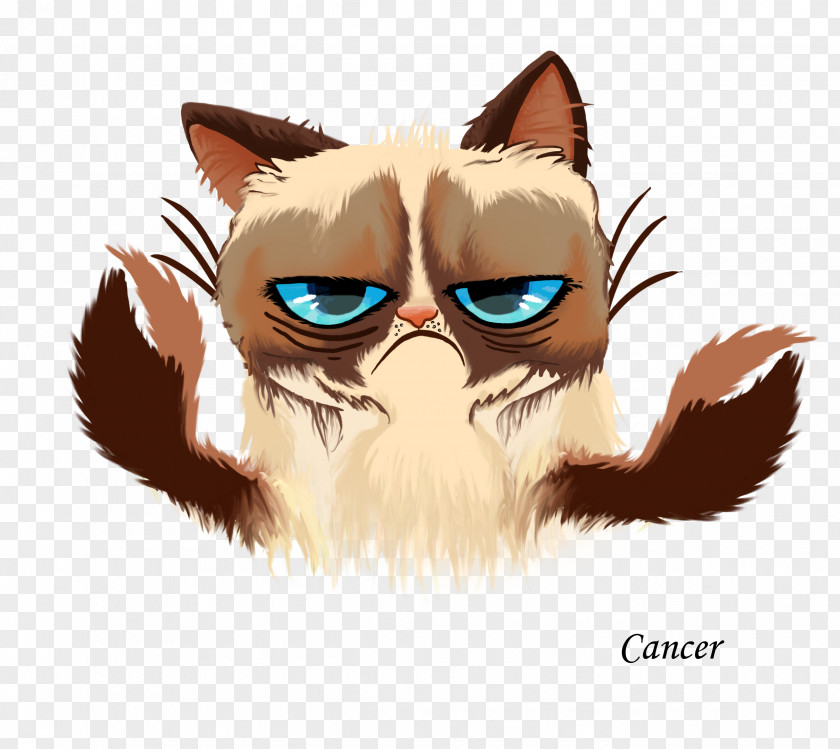Cat Face Grumpy Kitten Cats And The Internet PNG