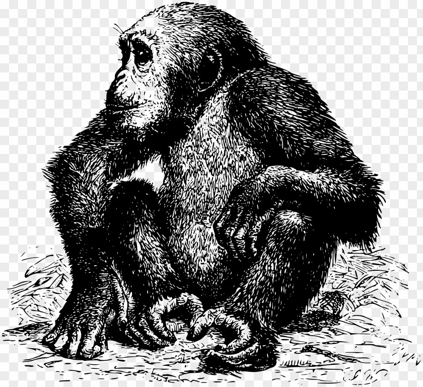 Chimpanzee Gorilla Orangutan Animal Monkey PNG