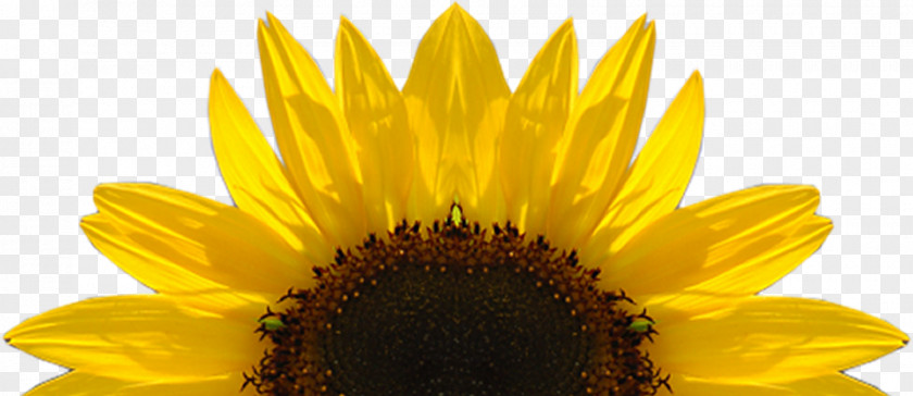 Download Free High Quality Sunflower Transparent Images Kansas Common Perfect Day PNG