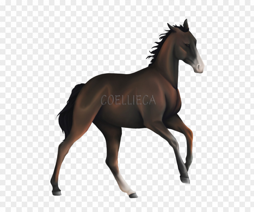 Mustang Foal Stallion Colt Mare PNG