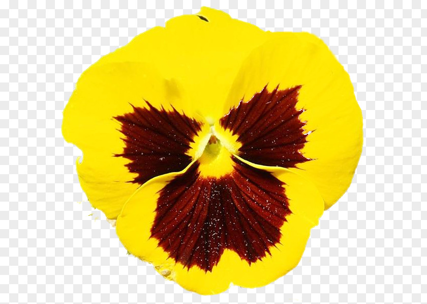 Pansy PNG