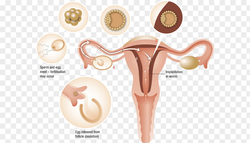 Woman Menstrual Cycle Irregular Menstruation Estrogen PNG