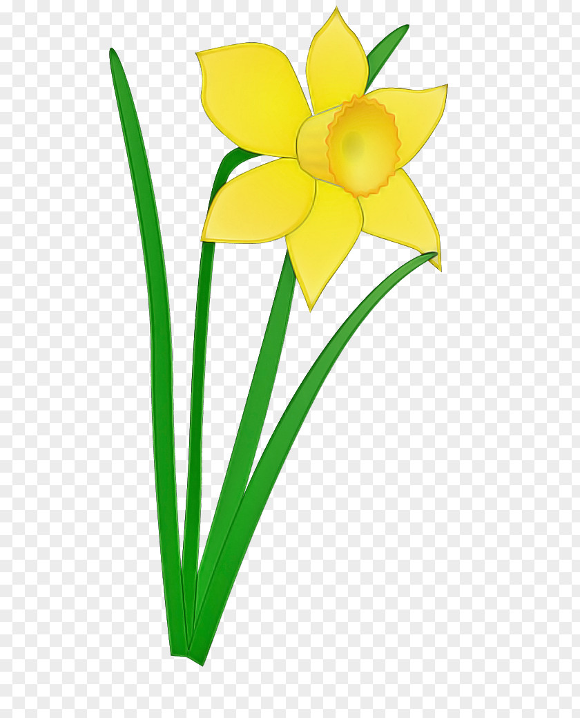 Yellow Flower Petal Plant Narcissus PNG