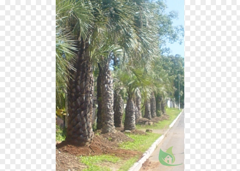 Date Palm Arecaceae Tree Nursery Butia PNG