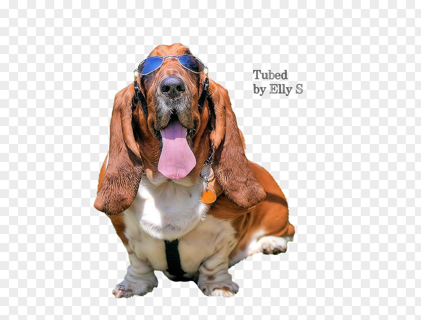 Hond Basset Hound Artésien Normand Bloodhound Dog Breed Companion PNG
