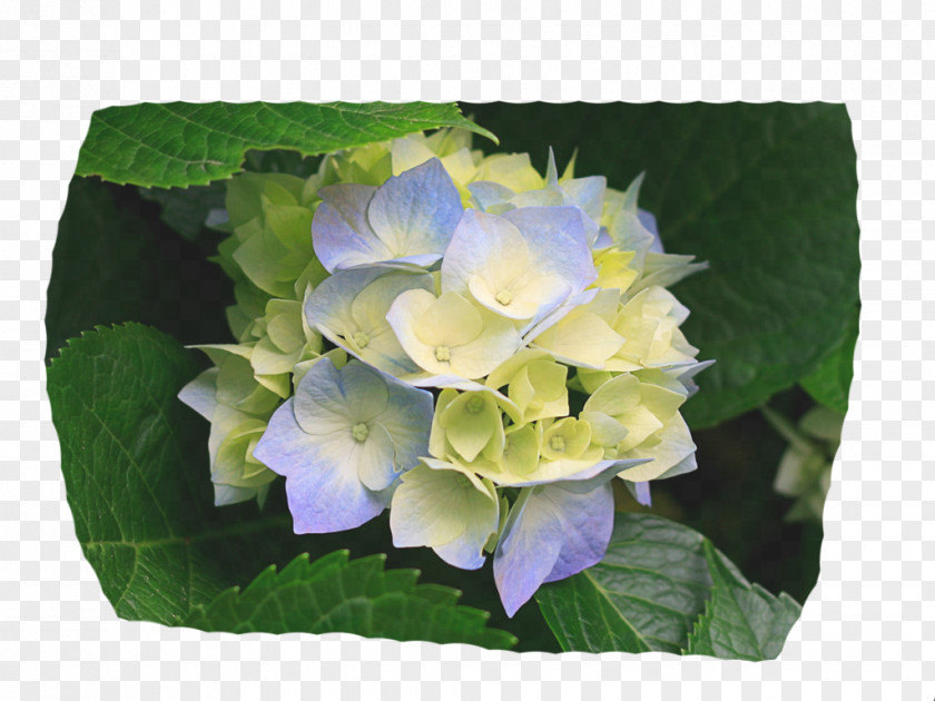 Hydrangea Yoakum Primary Photographer Photography Dentist Book PNG