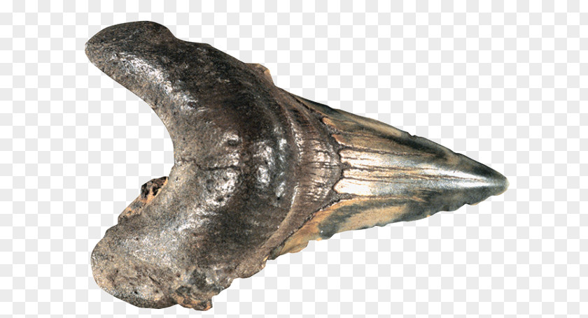 Shark Tooth Jaw Fossil Group PNG