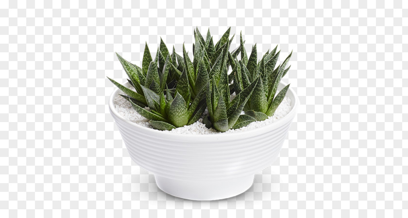 Succulents Flowers Viper's Bowstring Hemp Houseplant Flower Sansevieria Hyacinthoides PNG