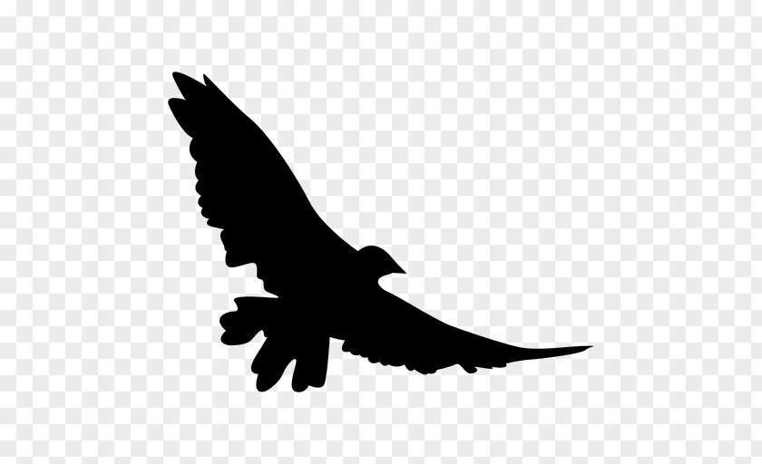 Flying Animal Bird Silhouette Flight PNG