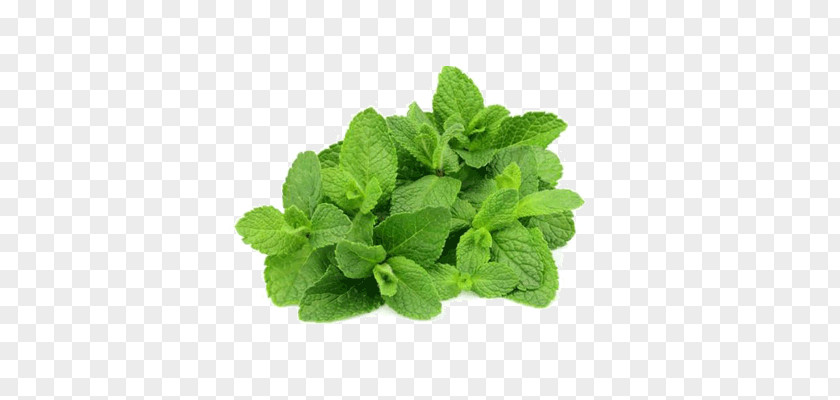 Mint Mentha Spicata Peppermint Stock Photography Menthol PNG