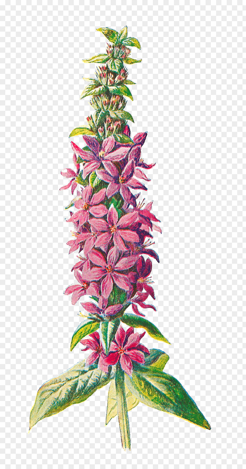Botanical Flowers Familiar Wild Purple-loosestrife Wildflower Clip Art PNG