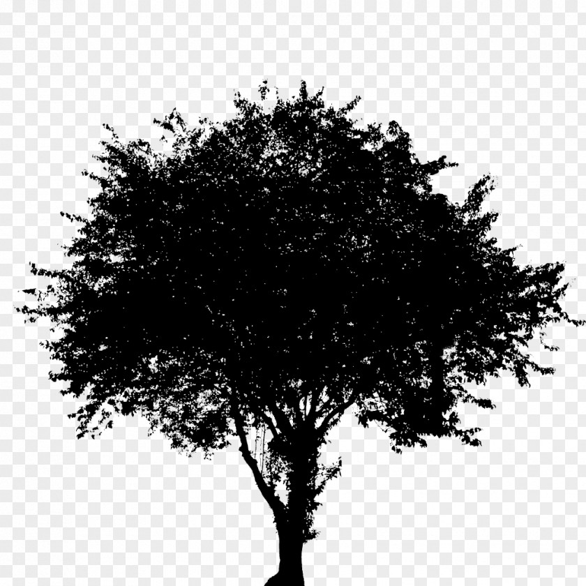 Branch Tree Oak Image Silhouette PNG