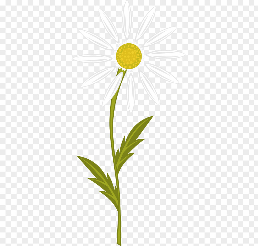 Camomile Flower Chamomile Nuvola Clip Art PNG