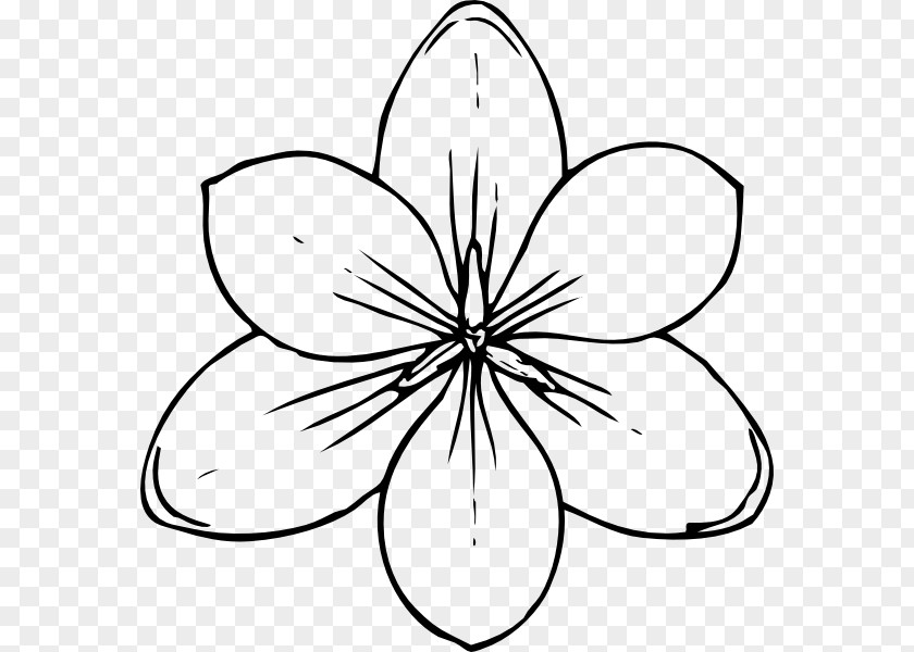 Flower Coloring Book Drawing Clip Art PNG