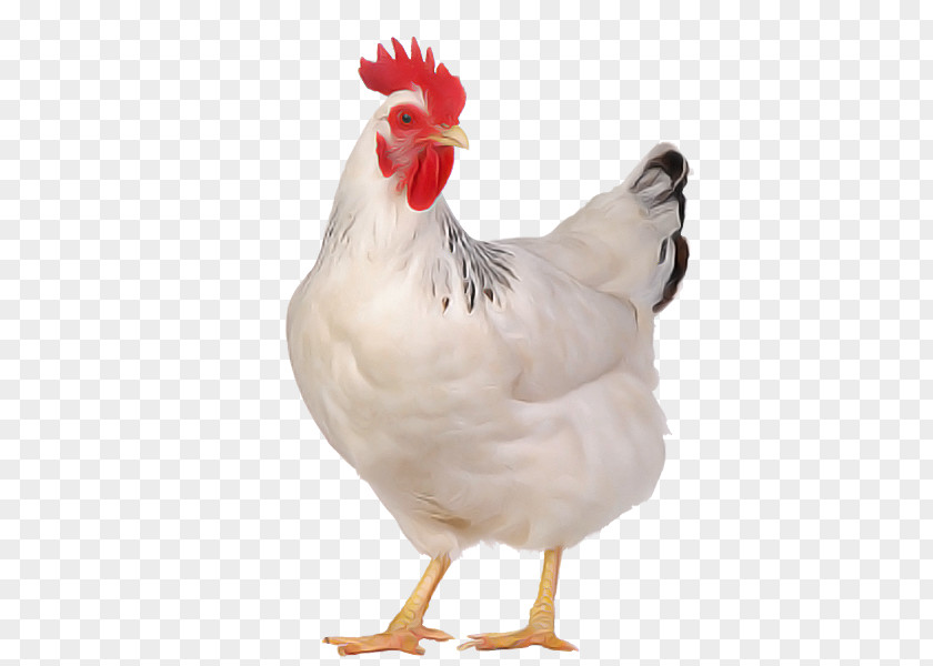 Fowl Poultry Bird Chicken Rooster White Comb PNG