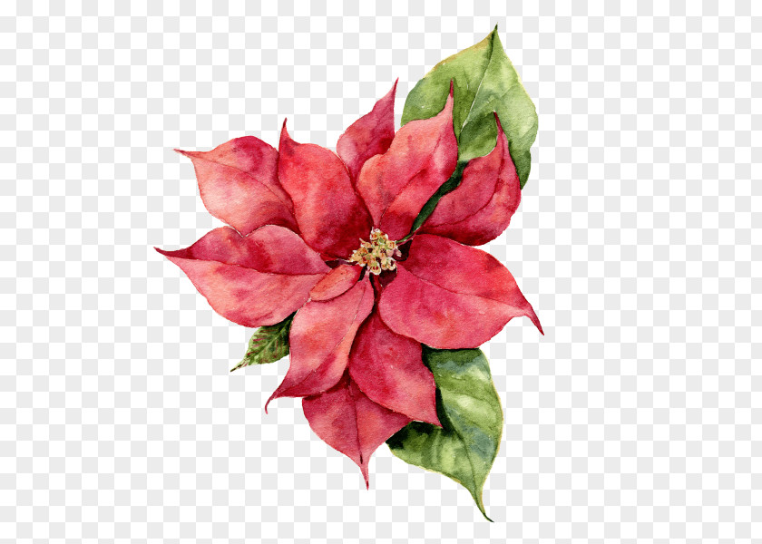 Painting Poinsettia Watercolor Stock Photography Christmas Day Illustration PNG