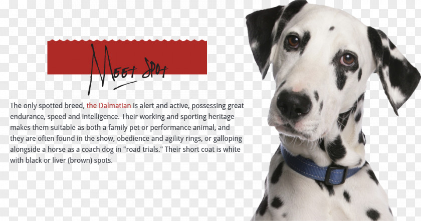 Pet Dog Dalmatian Puppy Pit Bull Dachshund Cat PNG