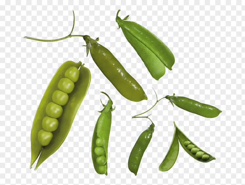 Vegetable Peas Snap Pea Common Bean PNG