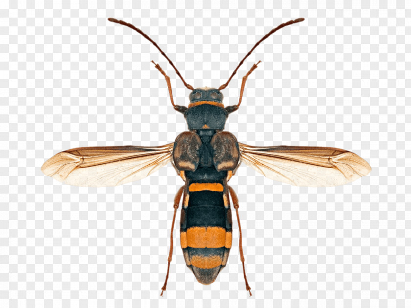 Beetle Hornet Honey Bee Longhorn PNG