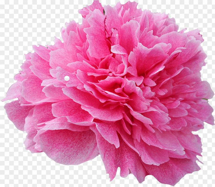 Chinese Peony Flowering Plant Pink Flower Petal Common PNG
